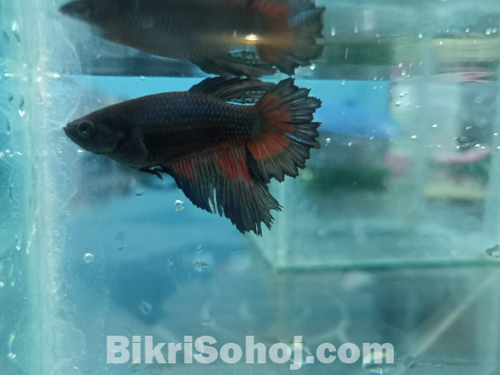 Fighter/Betta Fish